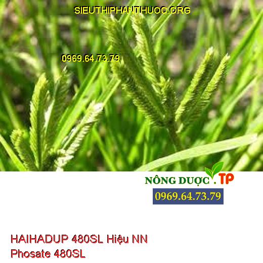 HAIHADUP 480SL Hiệu NN Phosate 480SL