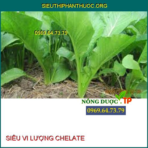 SIÊU VI LƯỢNG CHELATE