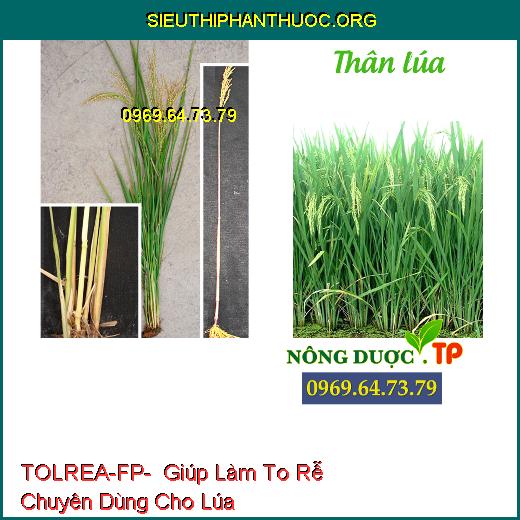 TOLREA-FP- Giúp Làm To Rễ Chuyên Dùng Cho Lúa