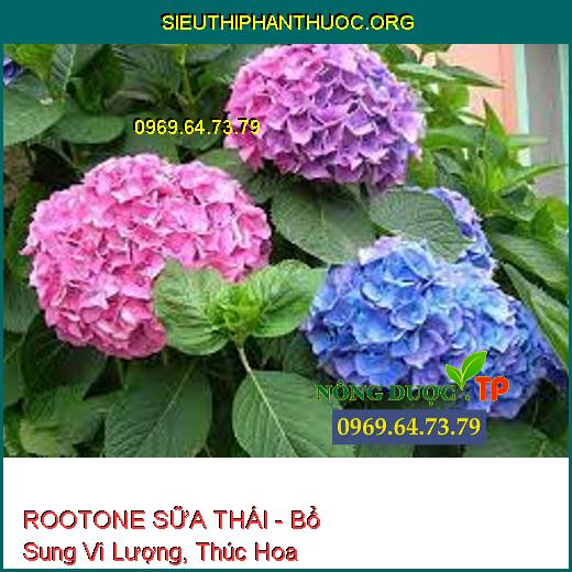 ROOTONE SỮA THÁI - Bổ Sung Vi Lượng, Thúc Hoa