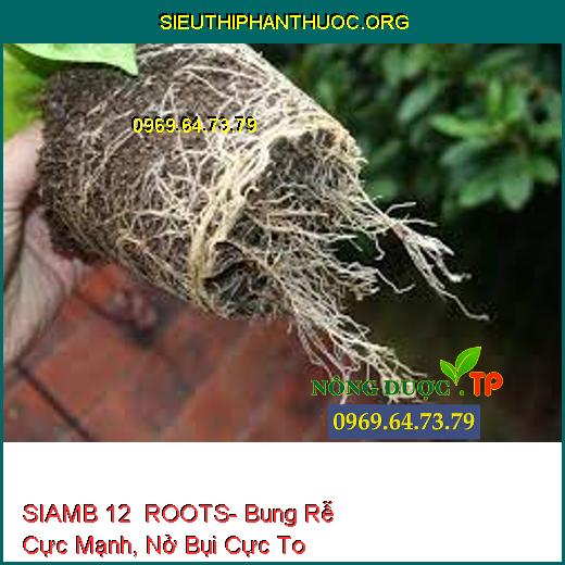 SIAMB 12 ROOTS- Bung Rễ Cực Mạnh, Nở Bụi Cực To
