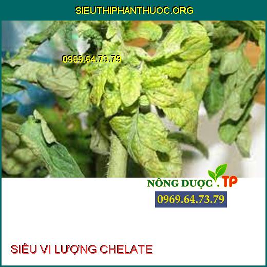 SIÊU VI LƯỢNG CHELATE