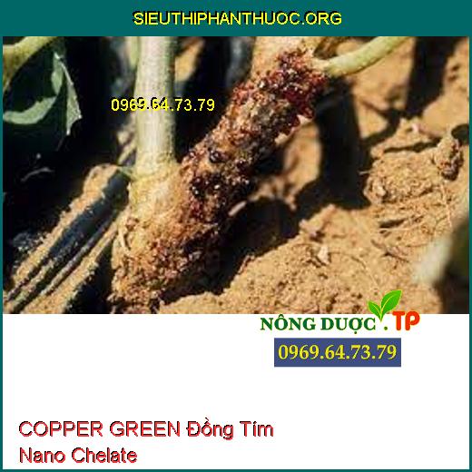 COPPER GREEN Đồng Tím Nano Chelate