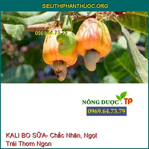 KALI BO SỮA- Chắc Nhân, Ngọt Trái Thơm Ngon