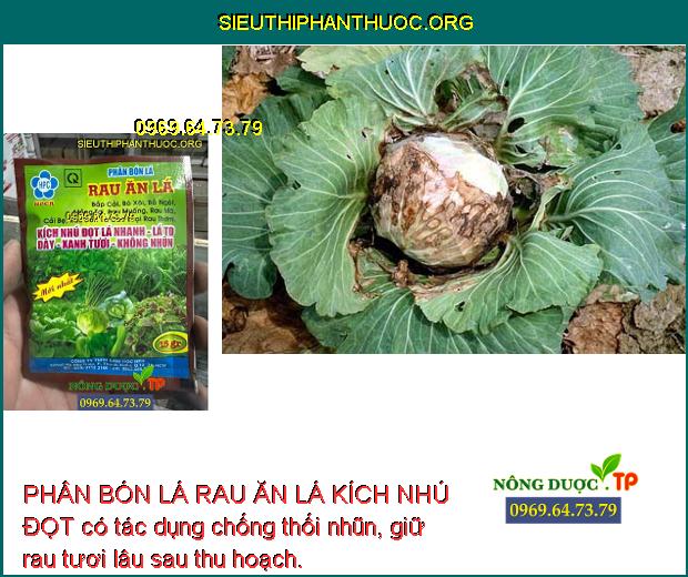 PHÂN BÓN LÁ RAU ĂN LÁ KÍCH NHÚ ĐỌT - Phát Rễ, Nhú Đọt, Dày Lá, Xanh Lá ...