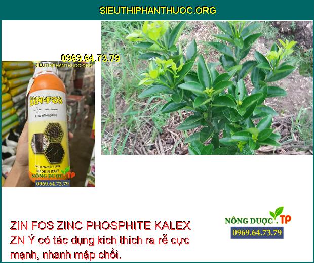 ZIN FOS ZINC PHOSPHITE KALEX ZN Ý có tác dụng kích thích ra rễ cực mạnh, nhanh mập chồi.