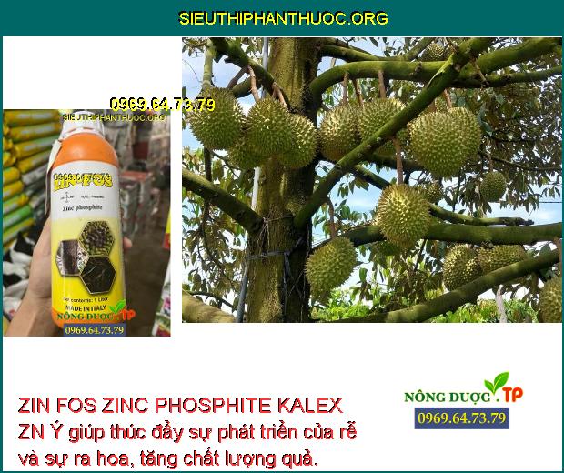ZIN FOS ZINC PHOSPHITE KALEX ZN Ý giúp thúc đẩy sự phát triển của rễ và sự ra hoa, tăng chất lượng quả.