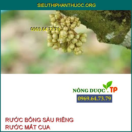 RƯỚC BÔNG SẦU RIÊNG RƯỚC MẮT CUA 