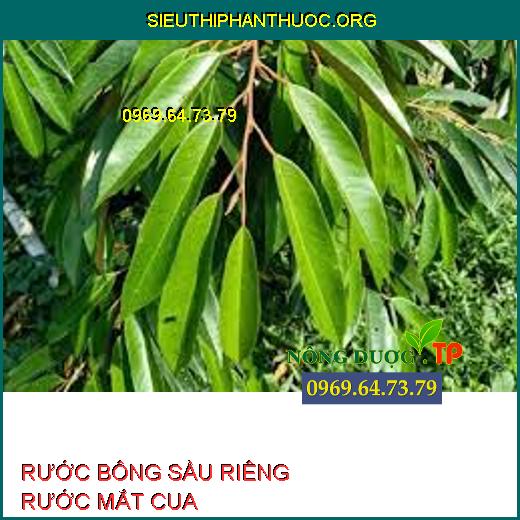 RƯỚC BÔNG SẦU RIÊNG RƯỚC MẮT CUA 