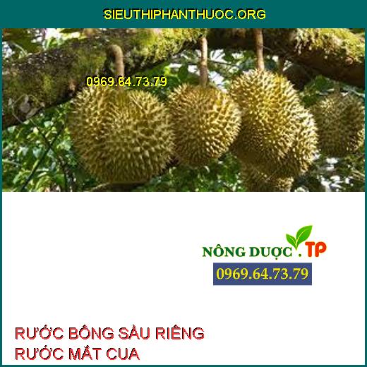 RƯỚC BÔNG SẦU RIÊNG RƯỚC MẮT CUA 