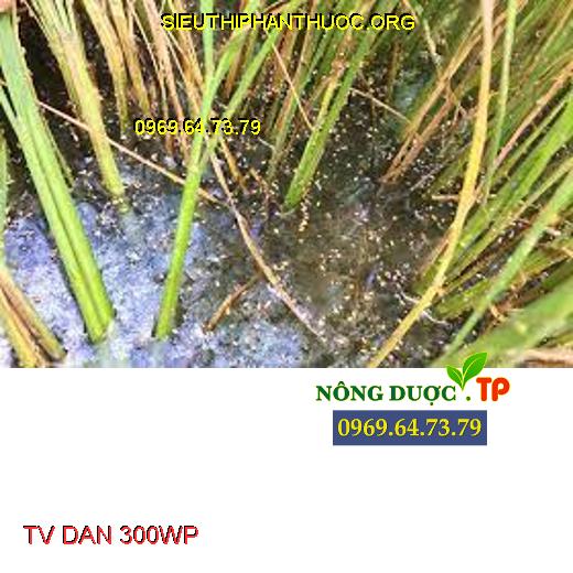 TV DAN 300WP - Đặc Trị Rầy, Rệp Ung Trứng Rầy, Rầy Nâu Hại Lúa - SIÊU ...