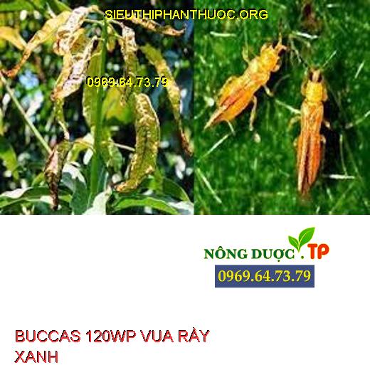 BUCCAS 120WP VUA RẦY XANH - Đặc Trị Côn Trùng Chích Hút, Bọ Xít Muỗi ...