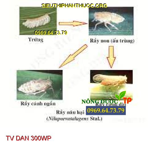 TV DAN 300WP - Đặc Trị Rầy, Rệp Ung Trứng Rầy, Rầy Nâu Hại Lúa - SIÊU ...