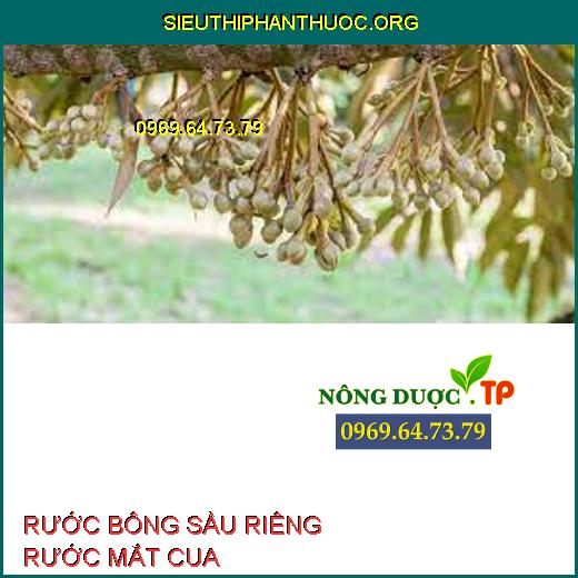 RƯỚC BÔNG SẦU RIÊNG RƯỚC MẮT CUA 