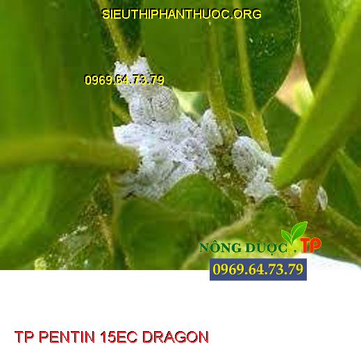 TP PENTIN 15EC DRAGON 