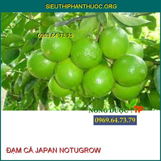 ĐẠM CÁ JAPAN NOTUGROW