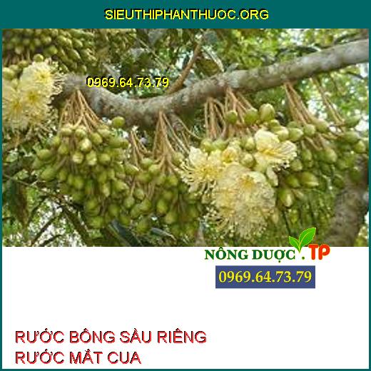 RƯỚC BÔNG SẦU RIÊNG RƯỚC MẮT CUA 