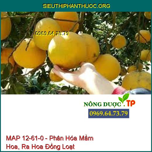 MAP 12-61-0 - Phân Hóa Mầm Hoa, Ra Hoa Đồng Loạt