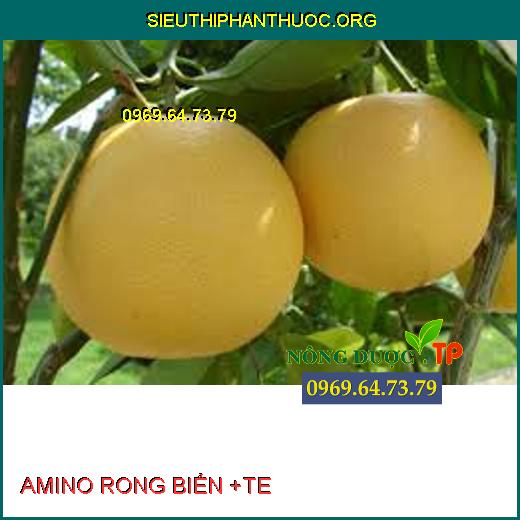 AMINO RONG BIỂN +TE 