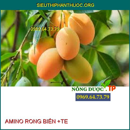 AMINO RONG BIỂN +TE 