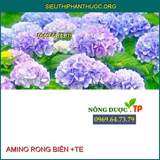 AMINO RONG BIỂN +TE 