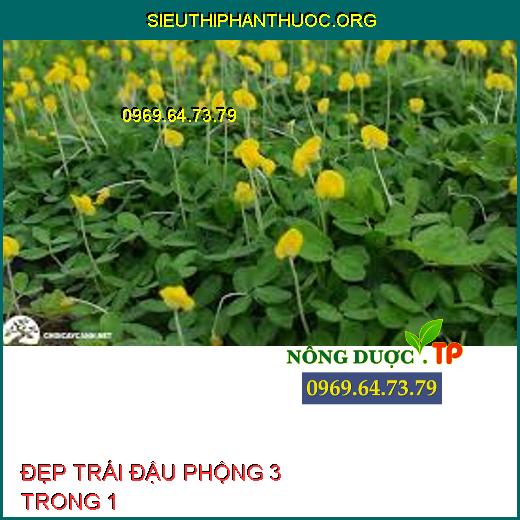 ĐẸP TRÁI ĐẬU PHỘNG 3 TRONG 1