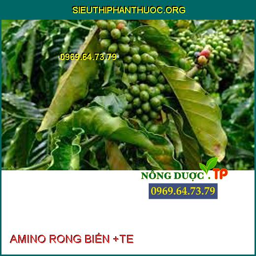 AMINO RONG BIỂN +TE 