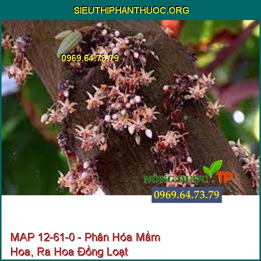 MAP 12-61-0 - Phân Hóa Mầm Hoa, Ra Hoa Đồng Loạt