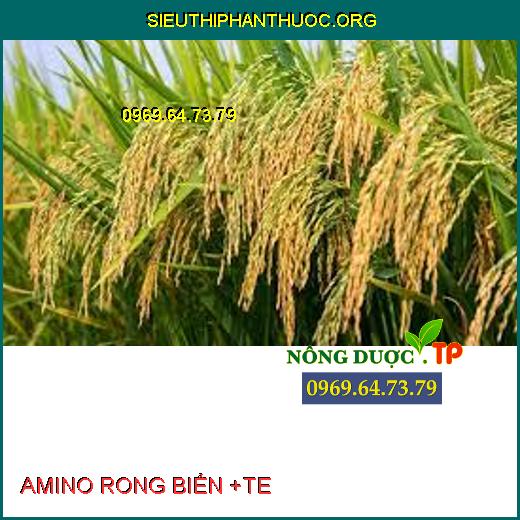 AMINO RONG BIỂN +TE 