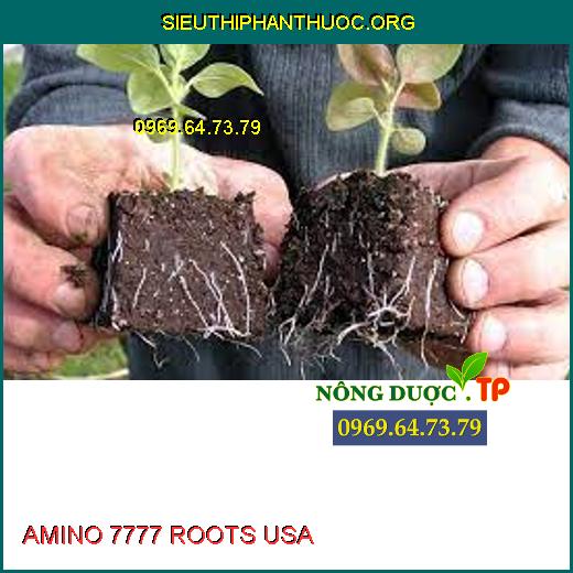 AMINO 7777 ROOTS USA 