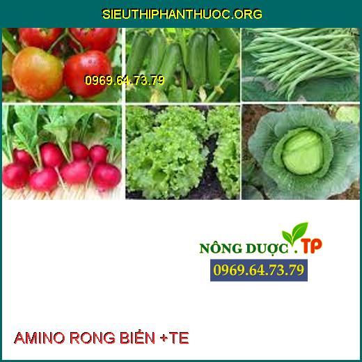 AMINO RONG BIỂN +TE 