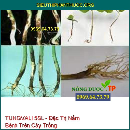 TUNGVALI 5SL - Đặc Trị Khô Vằn Hại Lúa, Khô Cành, Nấm Hồng Hại Cao Su