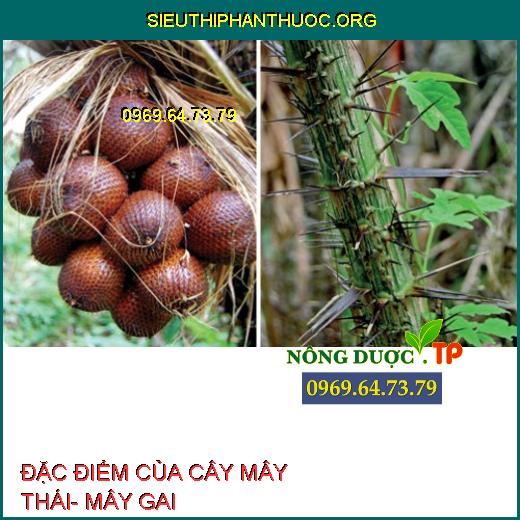 ĐẶC ĐIỂM CỦA CÂY MÂY THÁI- MÂY GAI