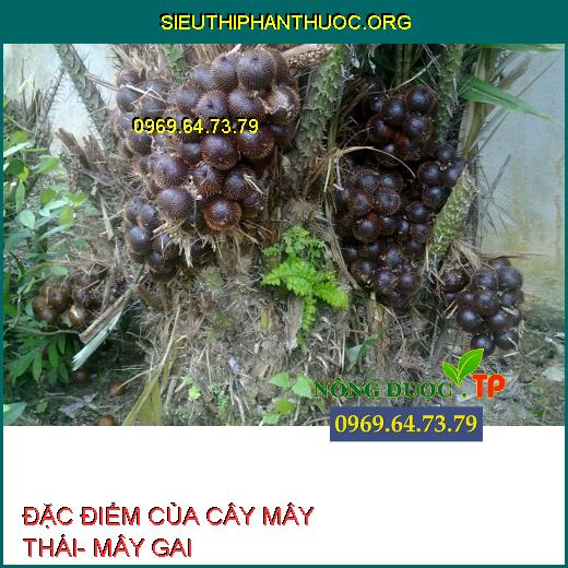 ĐẶC ĐIỂM CỦA CÂY MÂY THÁI- MÂY GAI