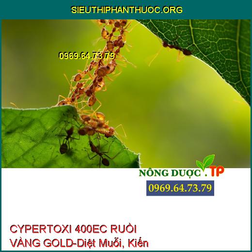 CYPERTOXI 400EC RUỒI VÀNG GOLD - Diệt Muỗi, Kiến, Côn Trùng Kháng Thuốc