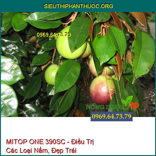 Thuốc Trừ Bệnh MITOP ONE 390SC - Điều Trị Các Loại Nấm, Đẹp Trái- Bóng Trái.