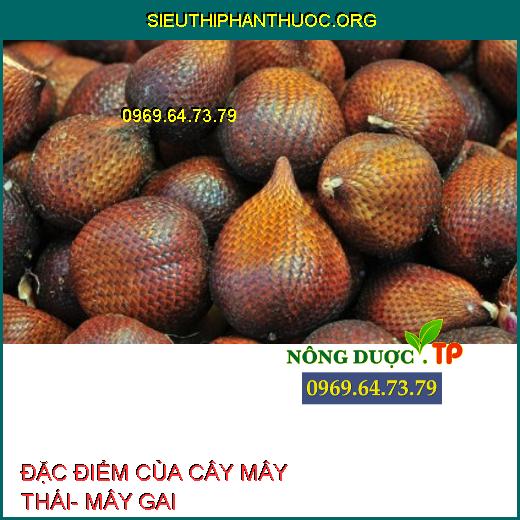 ĐẶC ĐIỂM CỦA CÂY MÂY THÁI- MÂY GAI