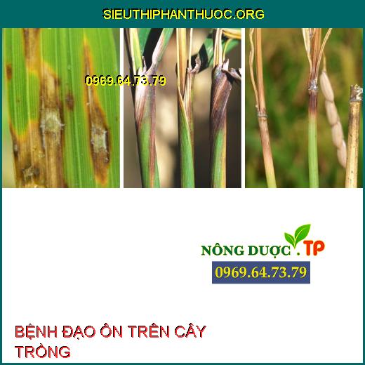 BỆNH ĐẠO ÔN TRÊN CÂY TRỒNG