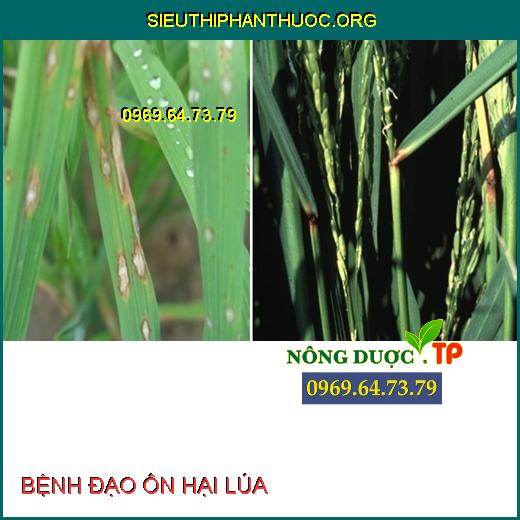 BỆNH ĐẠO ÔN