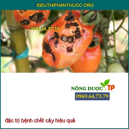 bệnh chết cây