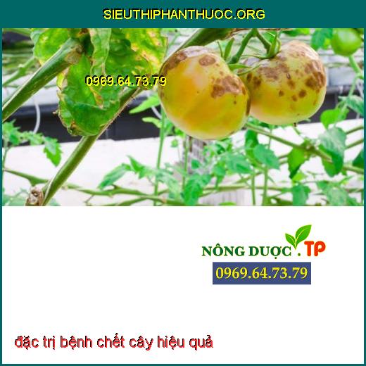  bệnh chết cây