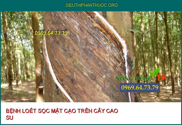 Top 14 Thuốc đặc trị bệnh loét sọc mặt cạo cho cây trồng tốt nhất.