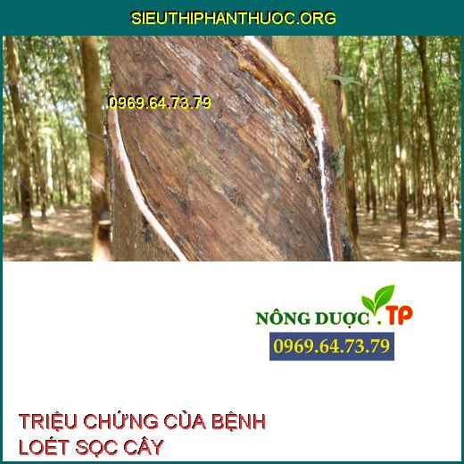 TRIỆU CHỨNG CỦA BỆNH LOÉT SỌC CÂY