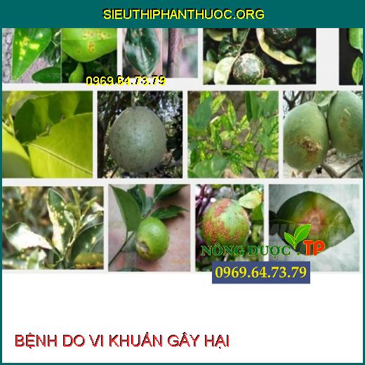 BỆNH DO VI KHUẨN GÂY HẠI