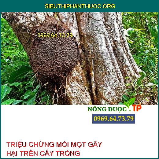 MỐI MỌT GÂY HẠI