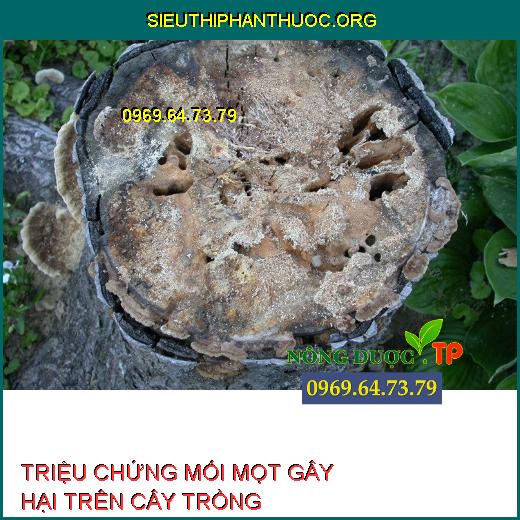 MỐI MỌT GÂY HẠI