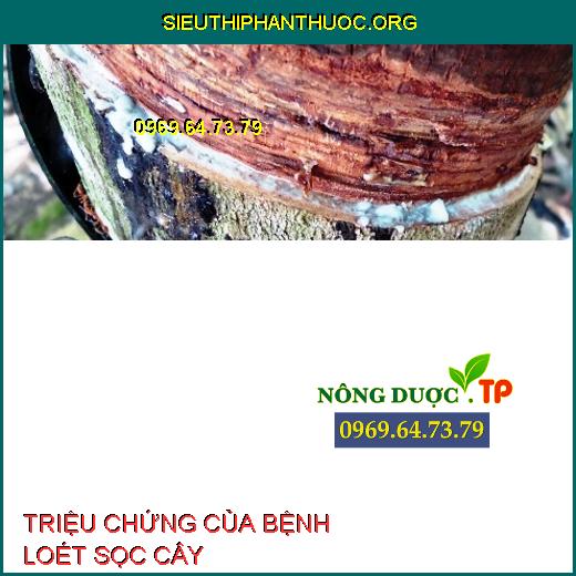 TRIỆU CHỨNG CỦA BỆNH LOÉT SỌC CÂY