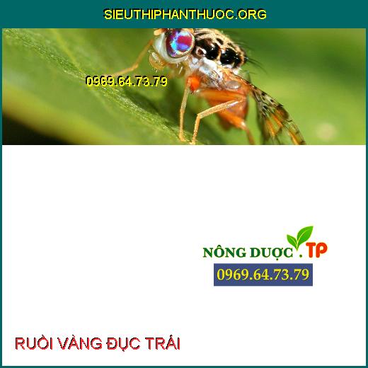 RUỒI VÀNG ĐỤC TRÁI