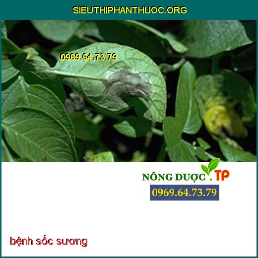 bệnh mốc sương