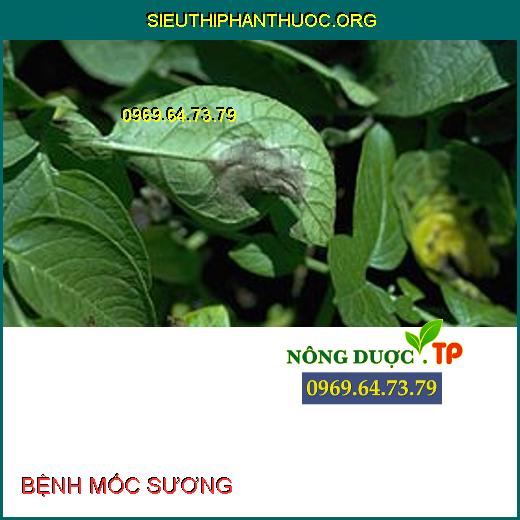 BỆNH MỐC SƯƠNG